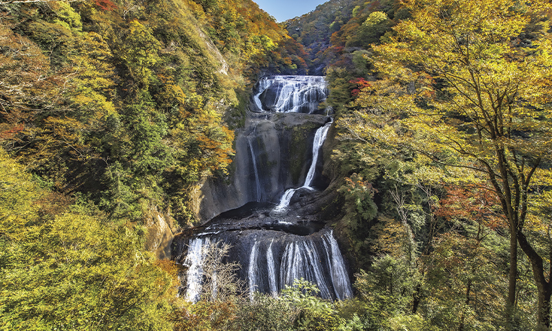 12年前に完成した第2観瀑台から望む袋田の滝。色づく木々にすっぽりと包まれた滝の全景がよく見える。
