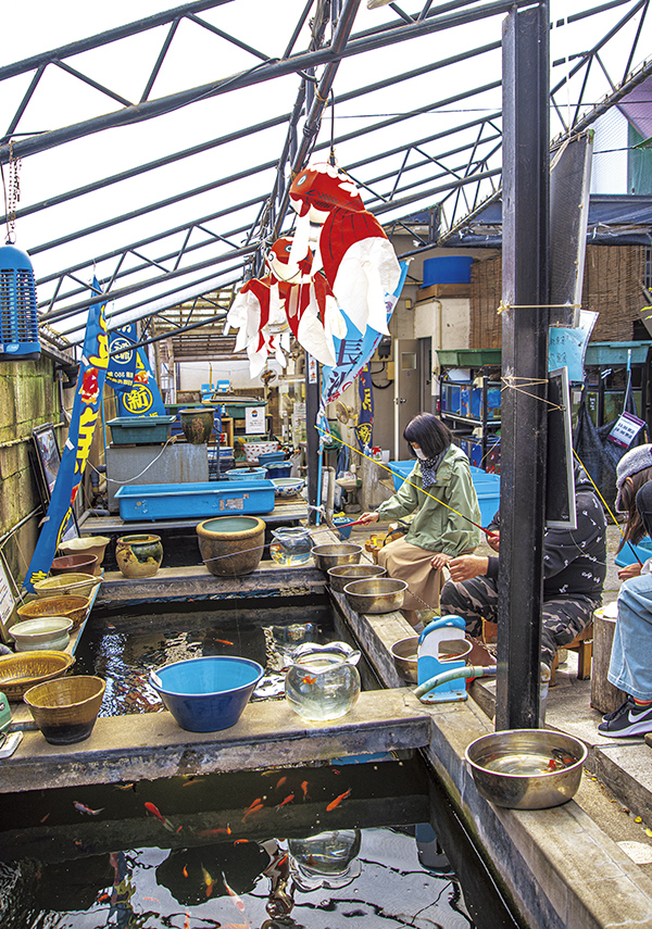 この地で350年続く金魚の卸問屋。江戸時代は加賀藩の下屋敷、明治時代は花柳界に卸していたといい、現在はらんちゅう、和金など約50種・5万匹を水量約50トンの人工池で飼育・販売している。ユニークなのが釣り堀で金魚釣りが体験できること。練りエサを鈎［はり］につけて釣り糸を垂らしたら、金魚がエサを吸い込む瞬間にエイッと釣り上げて。土・日・祝と春・夏休みには金魚すくいも開催。喫茶店・金魚坂も併設するのでランチやお茶でひと休みも。