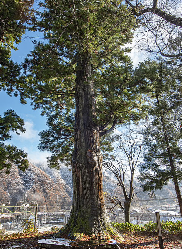 カートピア 樹齢400年の大杉 | SUBARU