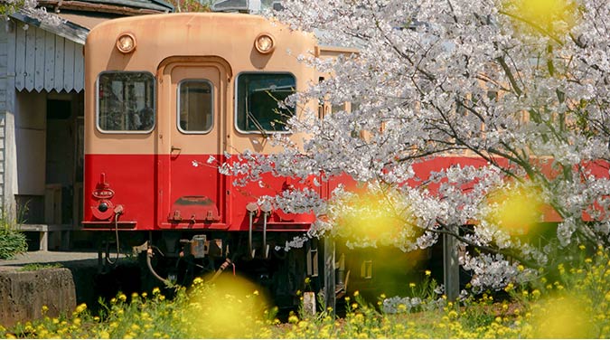 春、菜の花と桜の中を走り抜けていくキハ200形。（提供：小湊鐵道）